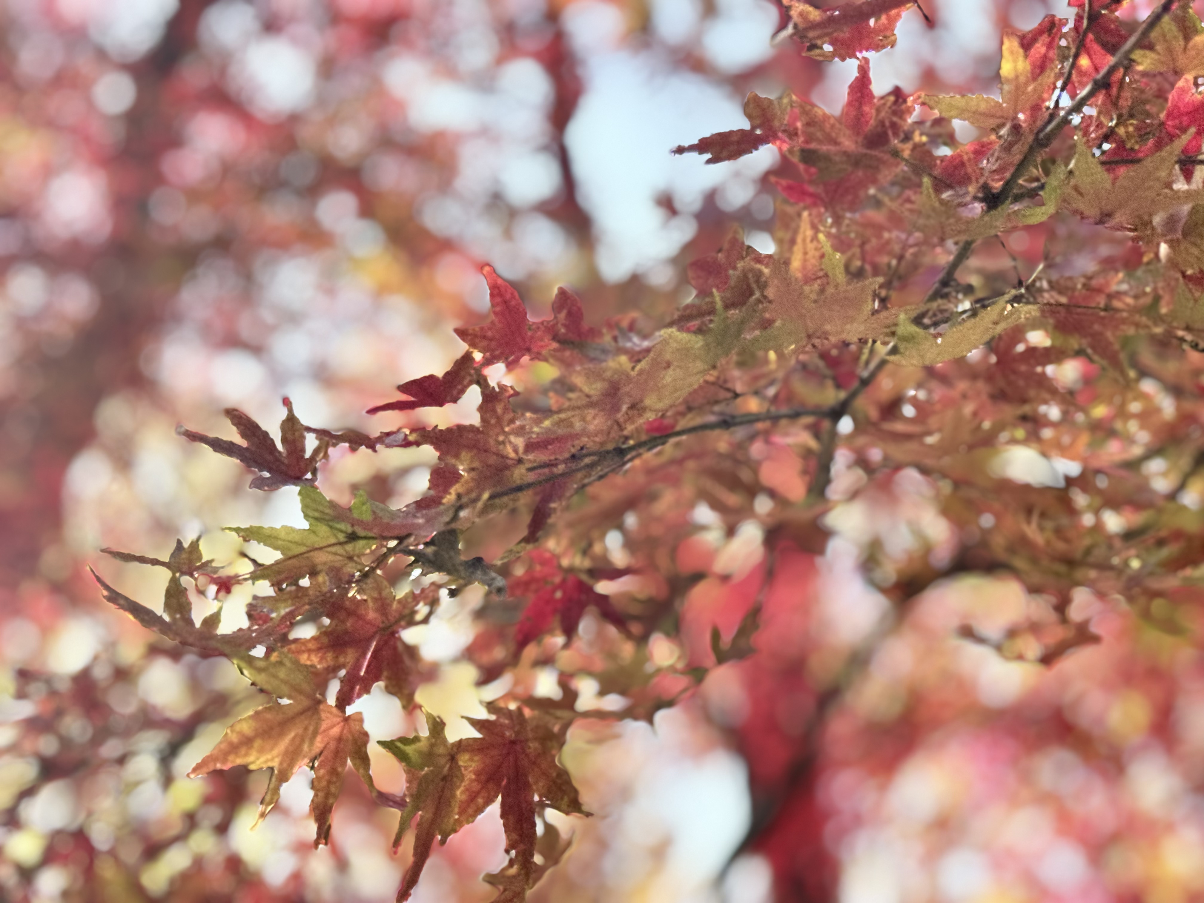 冬日里的斑斓盛宴！快来南京中山植物园打卡红叶展