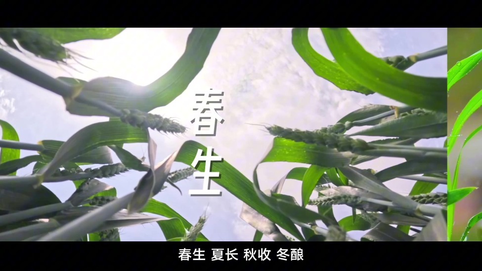 解码“12987”：酱香白酒与二十四节气的千年契约