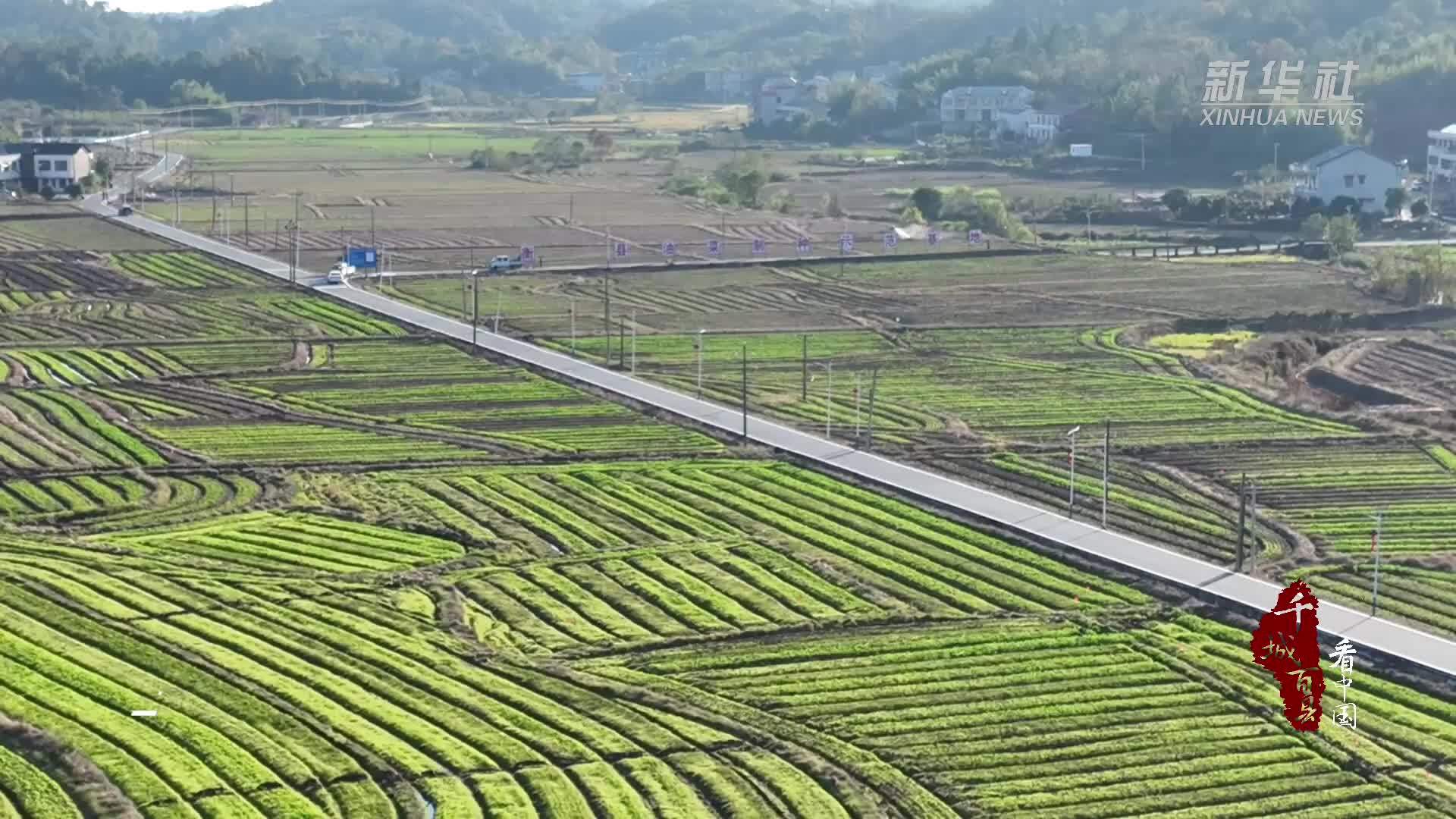 千城百县看中国｜湖南衡阳：“良机+良法”驱动油菜制种提速增效