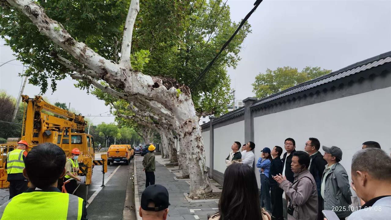 汉阳知音大道,专家现场会诊偏冠的法桐.jpg