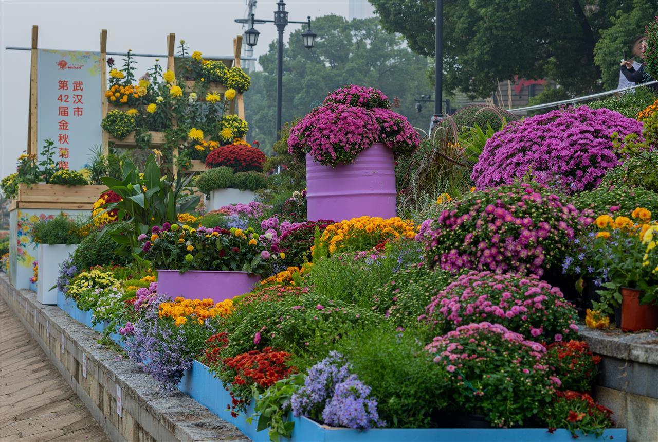 菊展花廊,色彩绚烂,错落有致.jpg