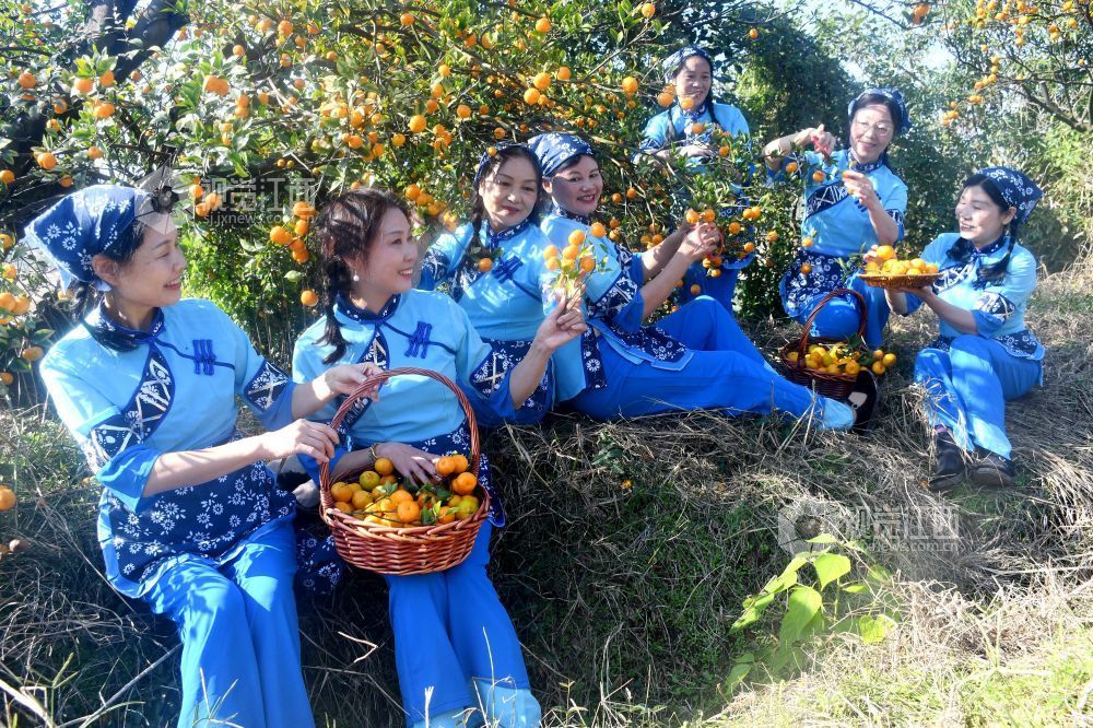 2025年11月22日，在江西省抚州市南丰县洽湾镇桃源村蜜橘园里，游客穿着整齐划一的村姑服装采摘蜜橘，感受丰收的喜悦。