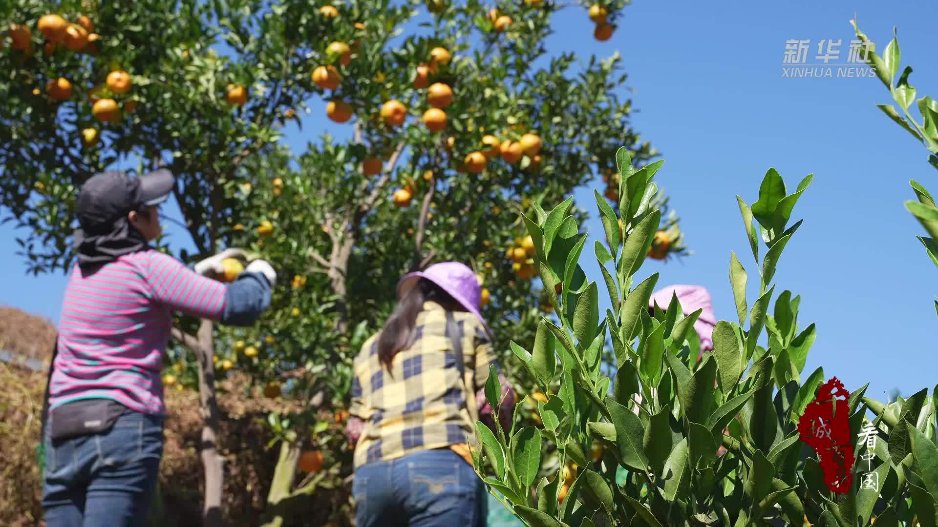 千城百县看中国｜福建长泰：枝头万点金 柑甜沁心源