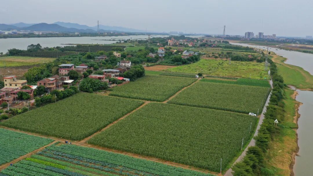 图：从“闲置撂荒地”到“金黄玉米田”，田地重焕生机