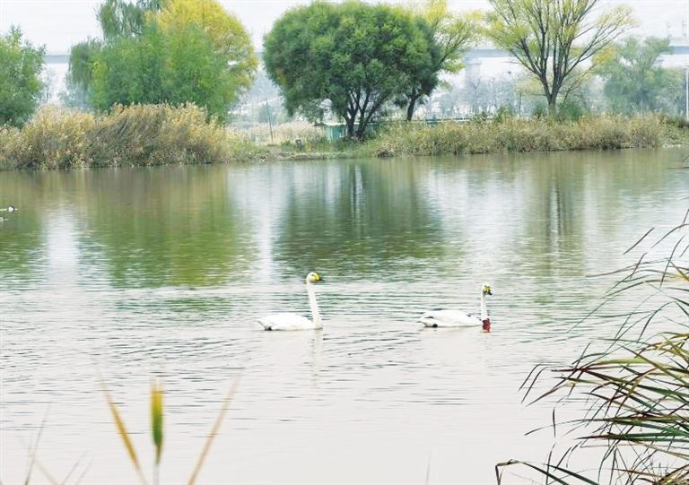 西固区达川镇三河口湿地，天鹅在戏水。记者　滕效宏　通讯员　刘震　摄