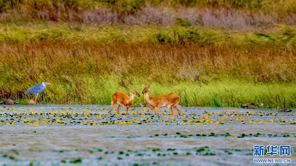 在江西永修县吴城鄱阳湖候鸟保护区朱市湖,摄影爱好者捕捉到“麂鸟共舞”的灵动瞬间。新华网发