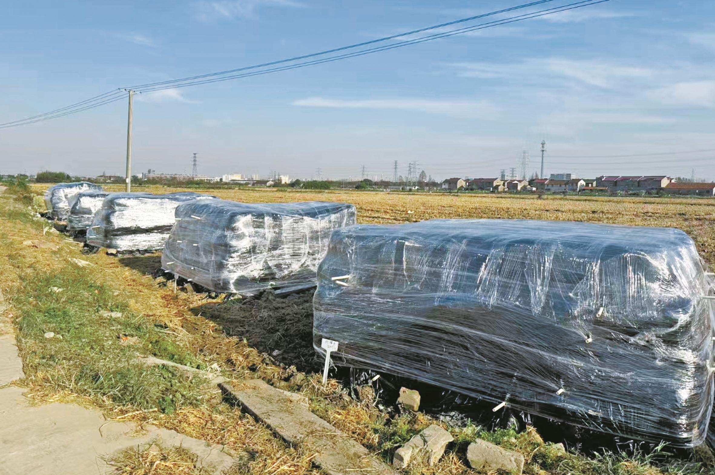 “工厂”建在田边 肥料产自田间  宁波创新采用秸秆“原位堆腐制肥”模式