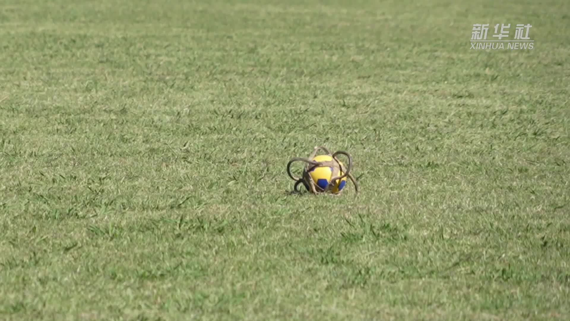 帕托：潘帕斯草原上的速度与激情