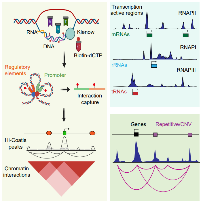 Hi-Coatis同时捕获多种转录事件与三维染色质互作图谱