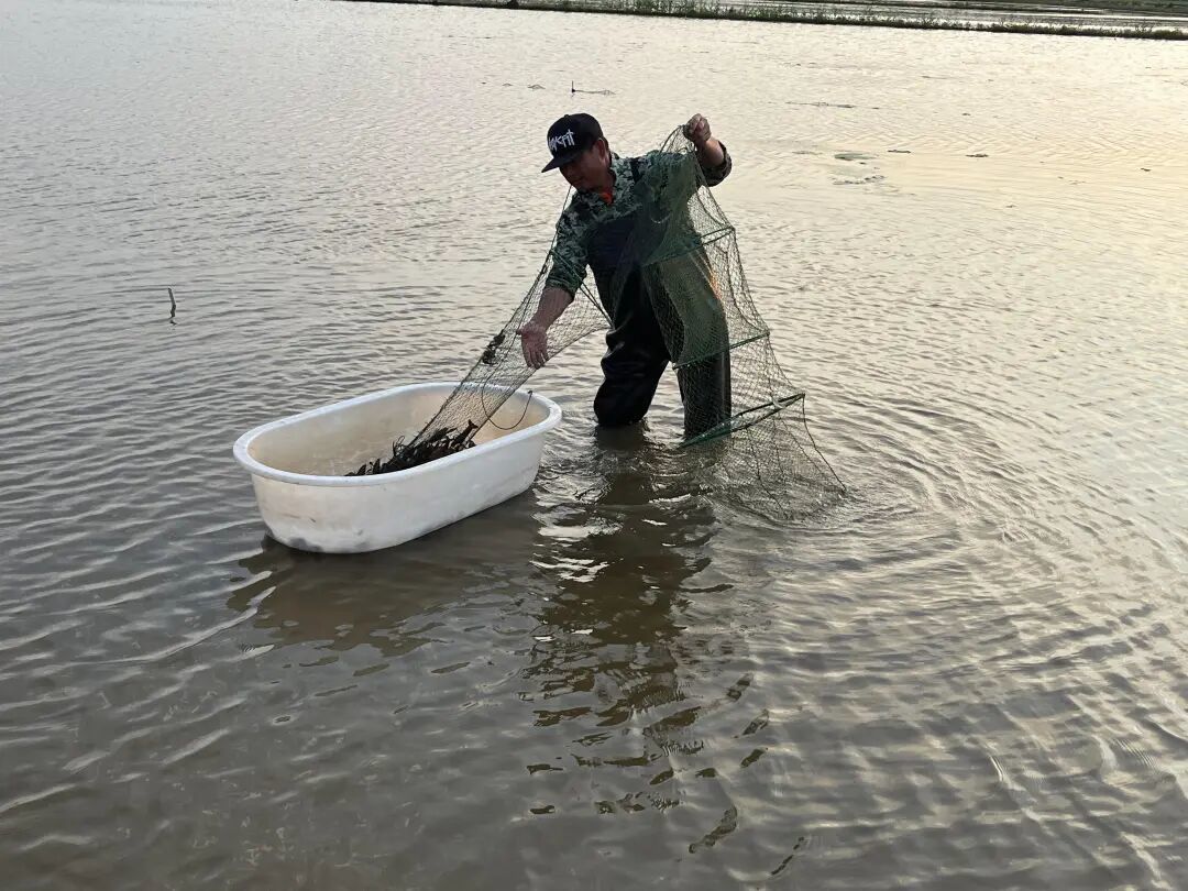 一田双收，稻香虾肥！就在余姚这些地方