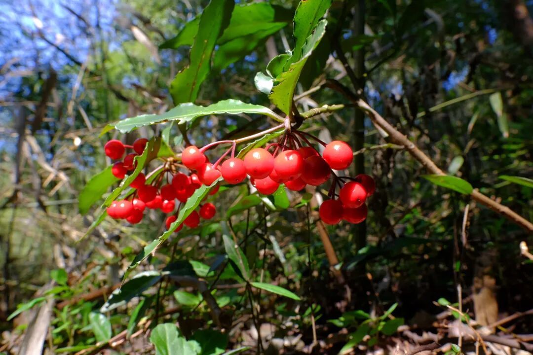 朱砂根，张海华摄DSCF0479 (1).jpg