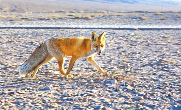 沙漠狐狸（嘉峪关市戈壁滩）　新甘肃&middot;甘肃日报通讯员　马玉福