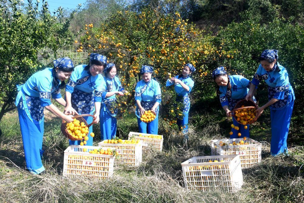 2025年11月22日，在江西省抚州市南丰县洽湾镇桃源村蜜橘园里，游客穿着整齐划一的村姑服装采摘蜜橘，感受丰收的喜悦。