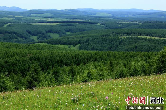 塞罕坝万顷林海。(资料图)塞罕坝机械林场供图
