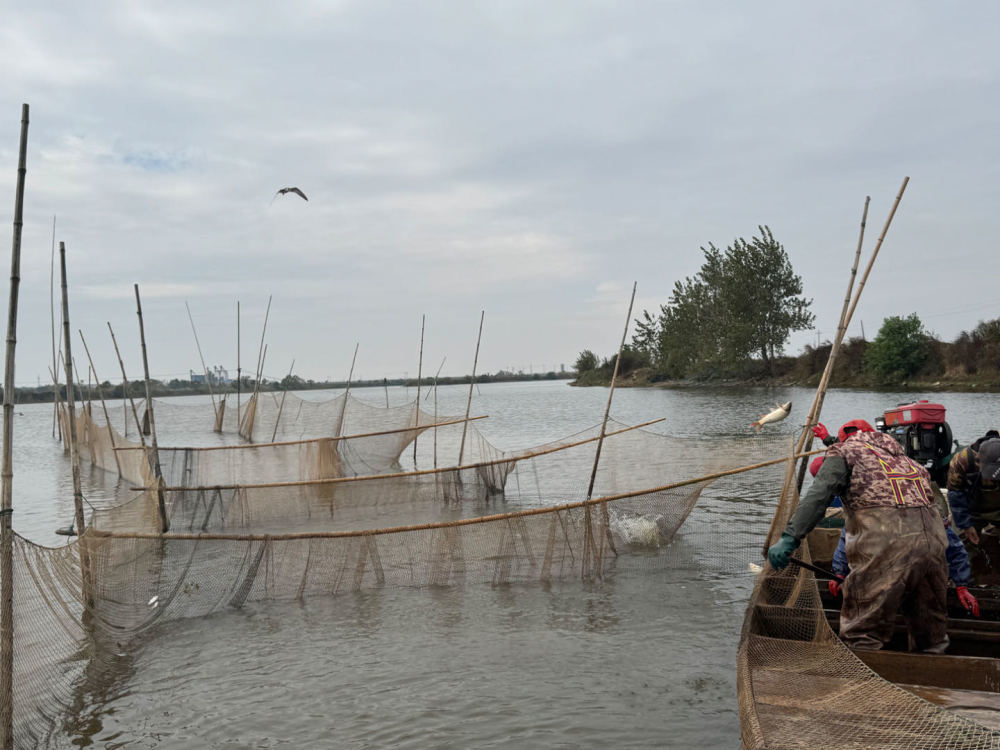 余干县瑞洪镇后山村鱼塘里,工人们正在分拣捕捞到的鱼。