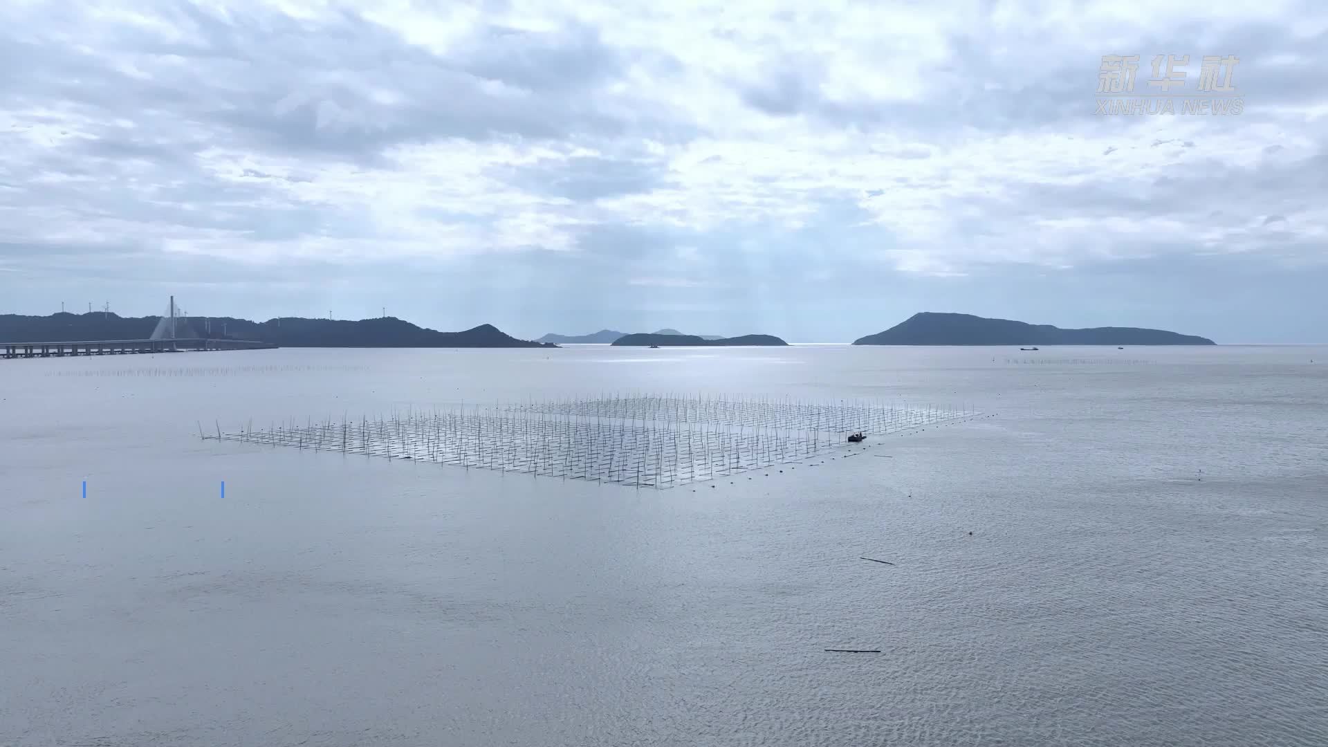 浙江洞头：“头水紫菜”采收忙