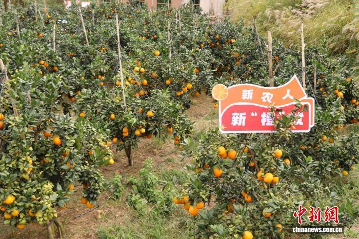 赣南脐橙丰收时 游客体验采摘乐趣(图)