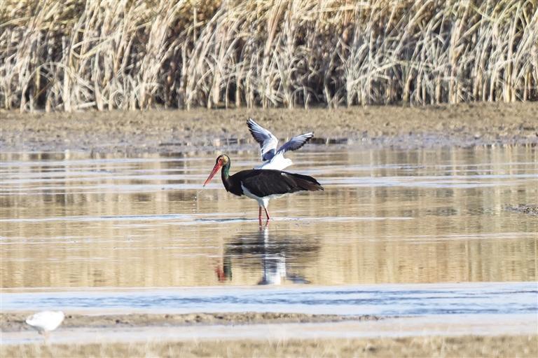 张掖黑河湿地国家级自然保护区，黑鹳在觅食。