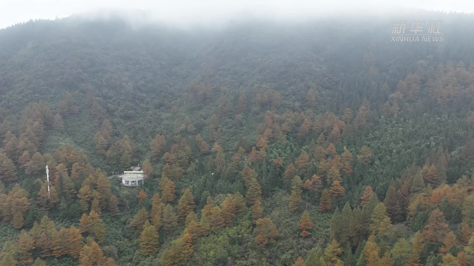 湖州安吉：金松覆岭 霜染层林