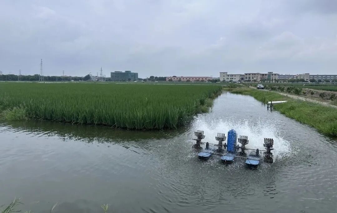 一田双收，稻香虾肥！就在余姚这些地方