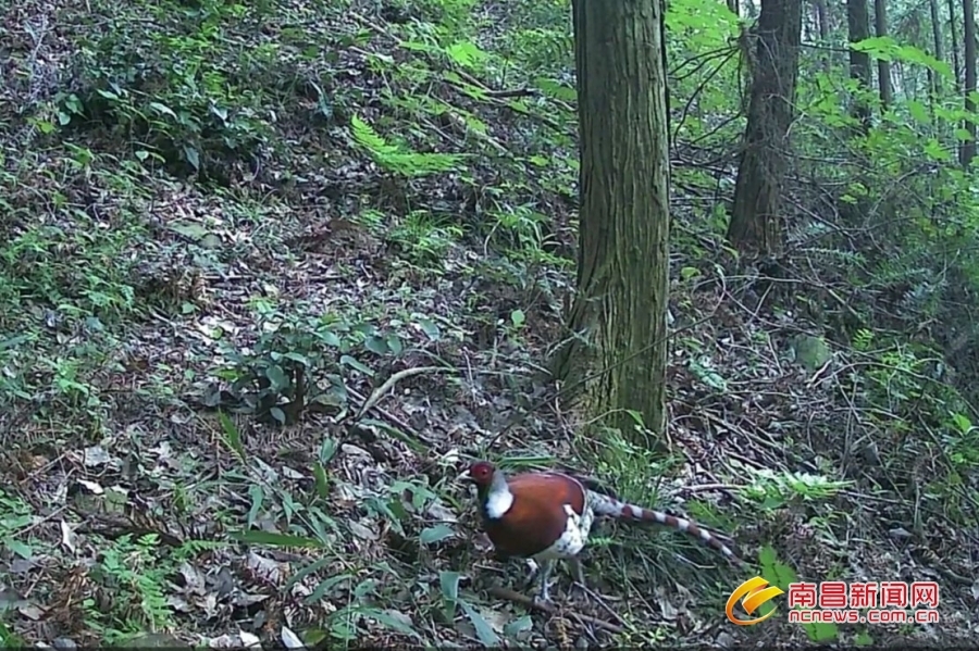 白颈长尾雉雄鸟