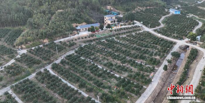 图为航拍赣南脐橙果园。(无人机照片) 欧阳欢 摄