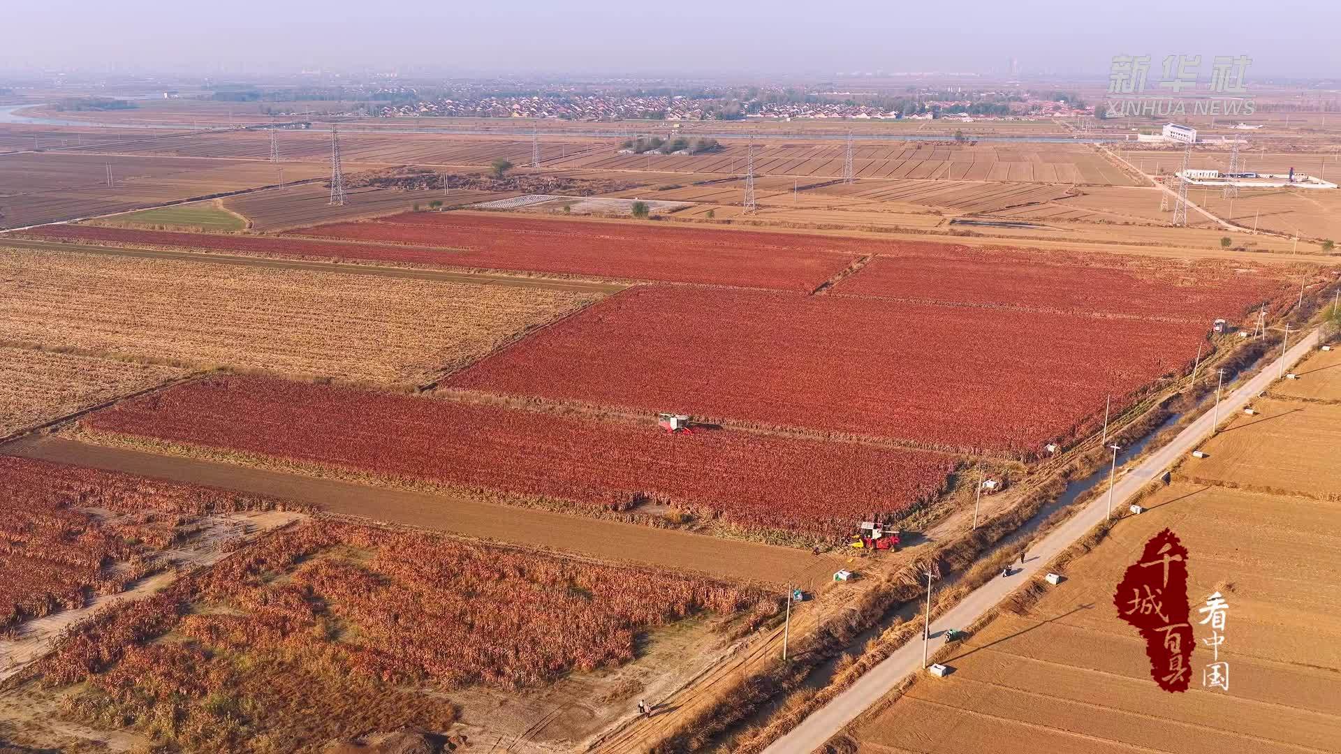 千城百县看中国｜山东广饶：盐碱地上高粱红