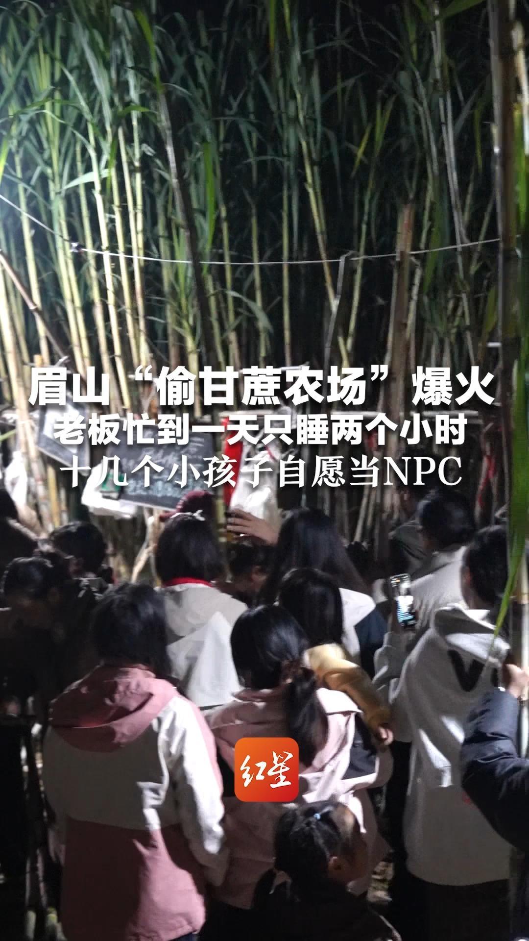 眉山“偷甘蔗农场”爆火 老板忙到一天只睡两个小时  十几个小孩子自愿当NPC 马拉松跑友扬言“拉爆老板”