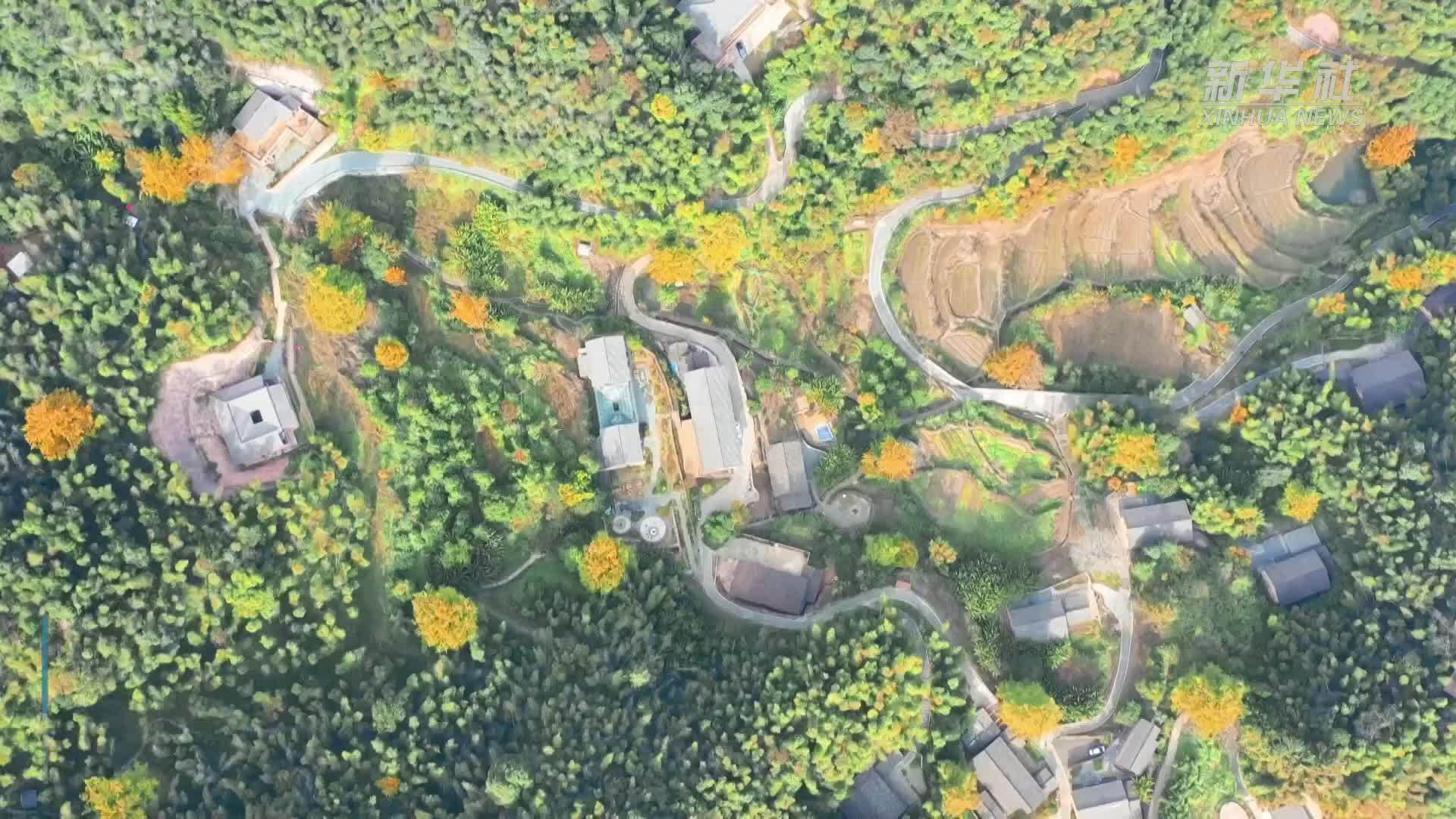 江西万安：冬日暖阳银杏美