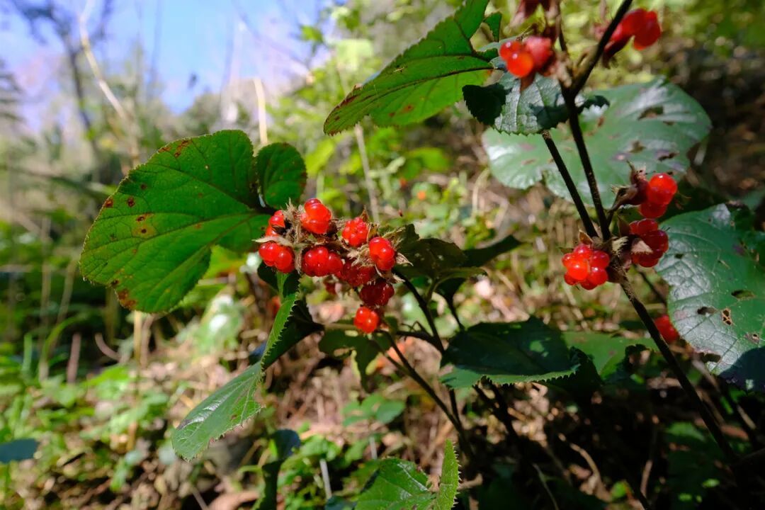 寒莓，张海华摄DSCF9838 (1).jpg