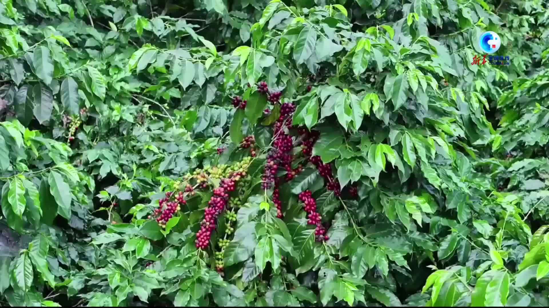 全球连线｜多国青年走进云南普洱——探秘“中国咖啡之都”