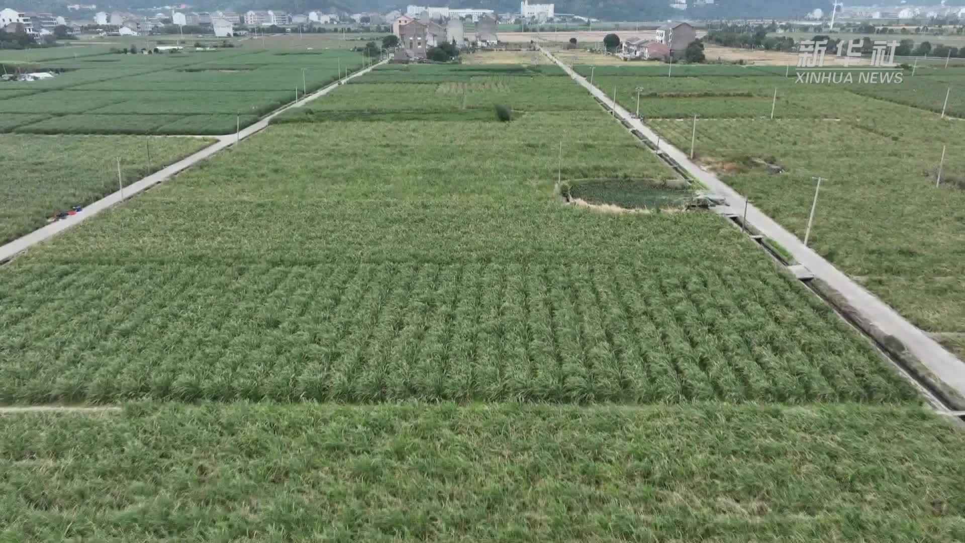 浙江温岭：冬季茭白迎丰收 农户田头采收忙