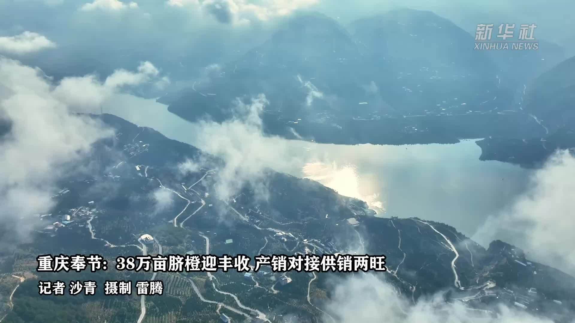 重庆奉节：38万亩脐橙迎丰收 产销对接供销两旺