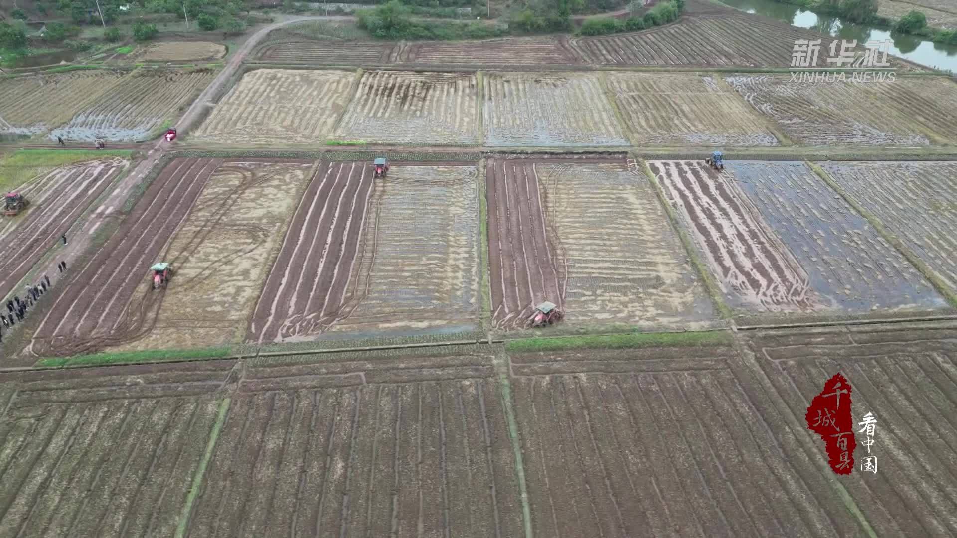 千城百县看中国丨湖南祁阳：机械赋能“稻油”轮作促增收