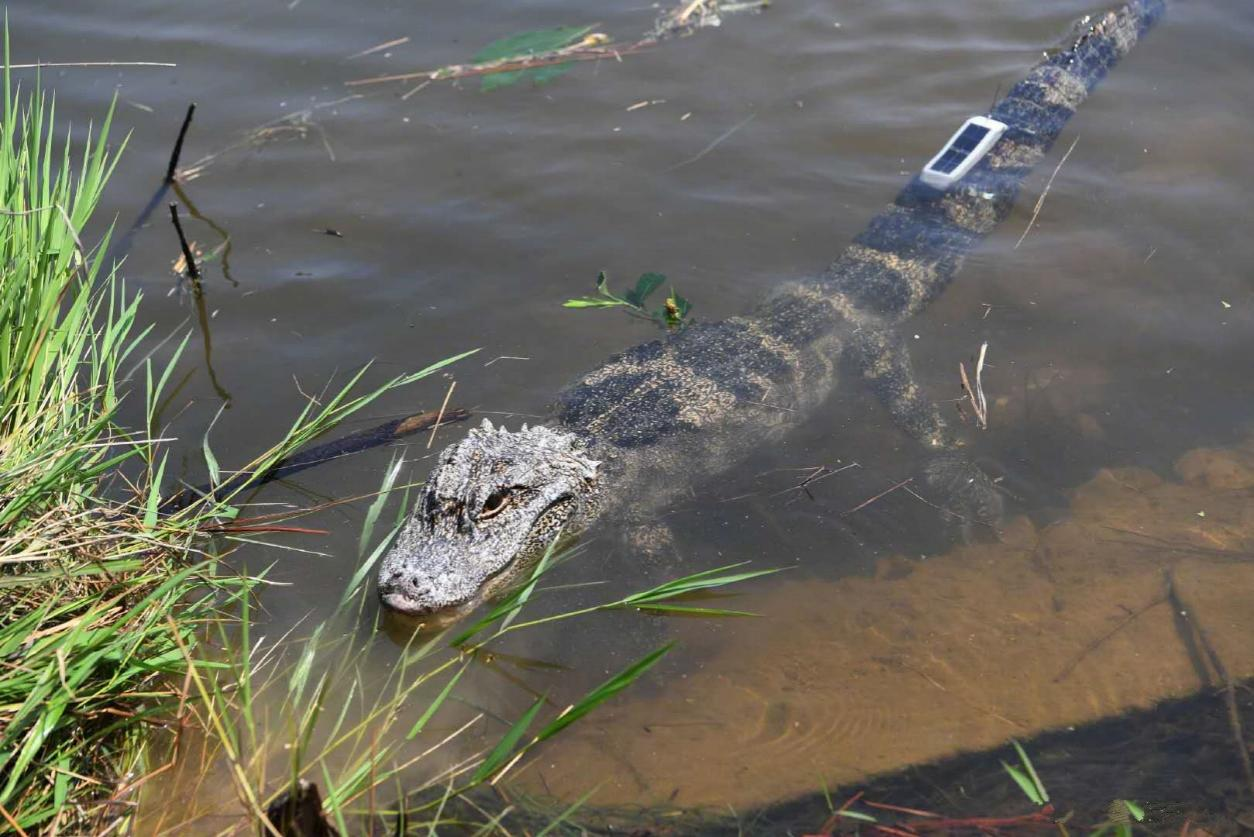 环球信士生产的定制卫星追踪器（扬子鳄）