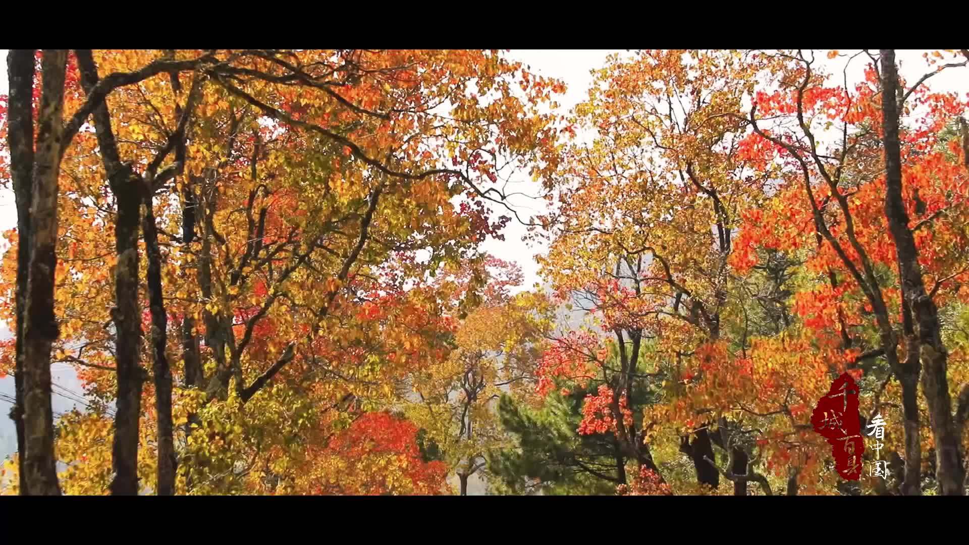 千城百县看中国｜福建寿宁：乌桕染初冬