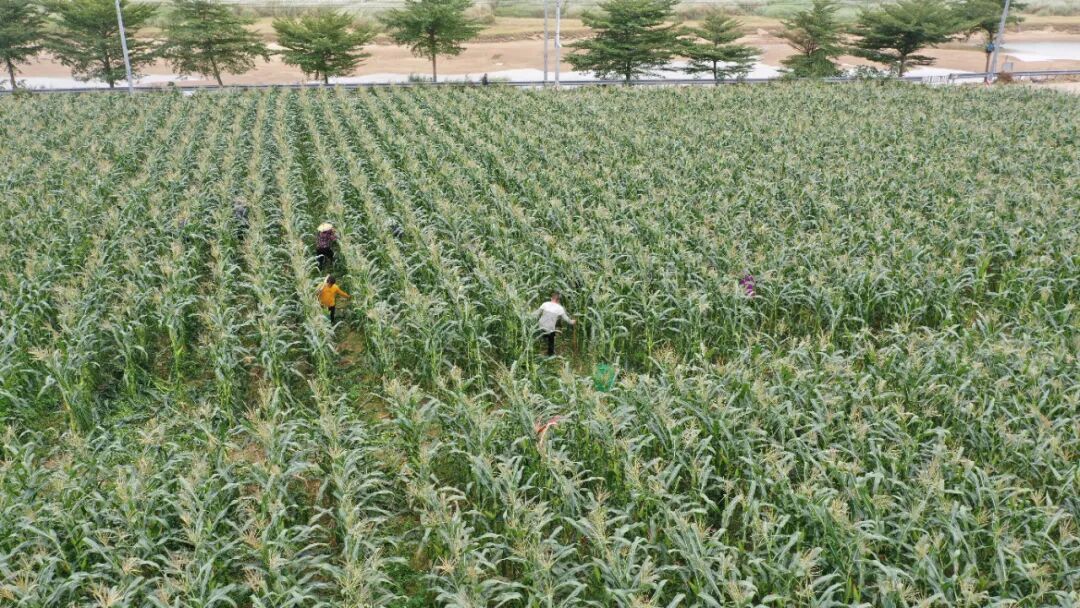 图：农户穿梭田间，将饱满的甜玉米、糯玉米采摘装车