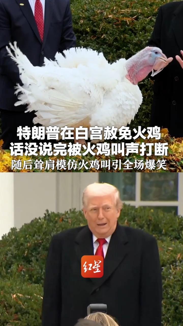 特朗普在白宫赦免火鸡 话没说完被火鸡叫声打断 随后耸肩模仿火鸡叫引全场爆笑