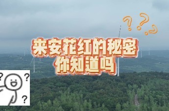 心悦来安与V同行｜安徽来安花红的秘密你知道吗