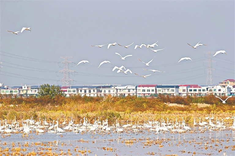 永修县：候鸟翔集（图）