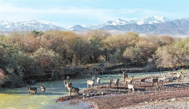 马鹿（肃南县夏日塔拉草原）　新甘肃&middot;甘肃日报通讯员　杨再宏
