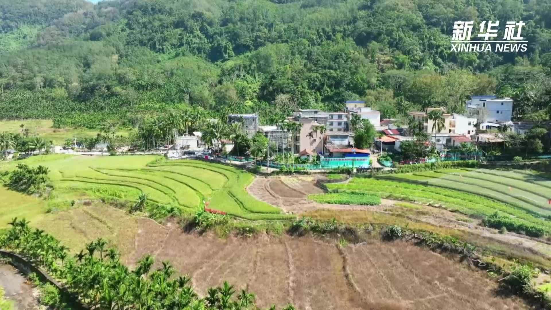 海南五指山：党建引领激活乡村振兴