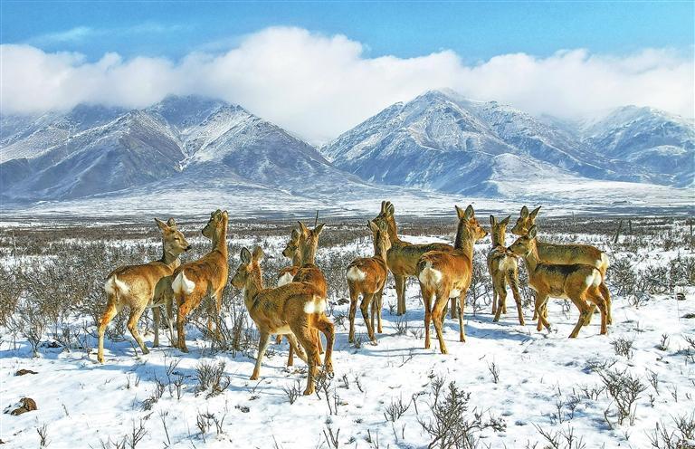 狍鹿（天祝县抓喜秀龙草原）　新甘肃&middot;甘肃日报通讯员　王守辉