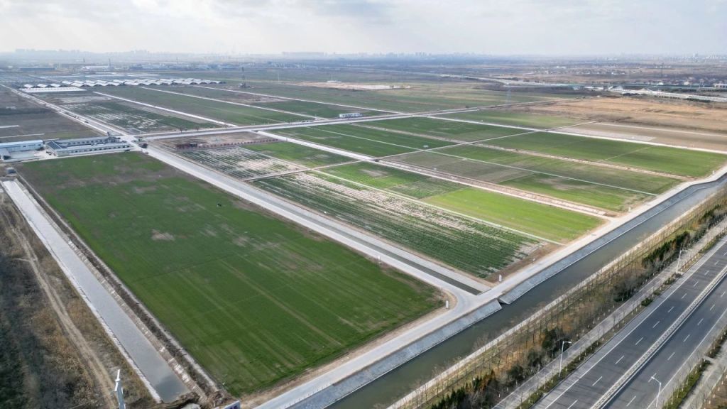 垦利区盐碱地改良后