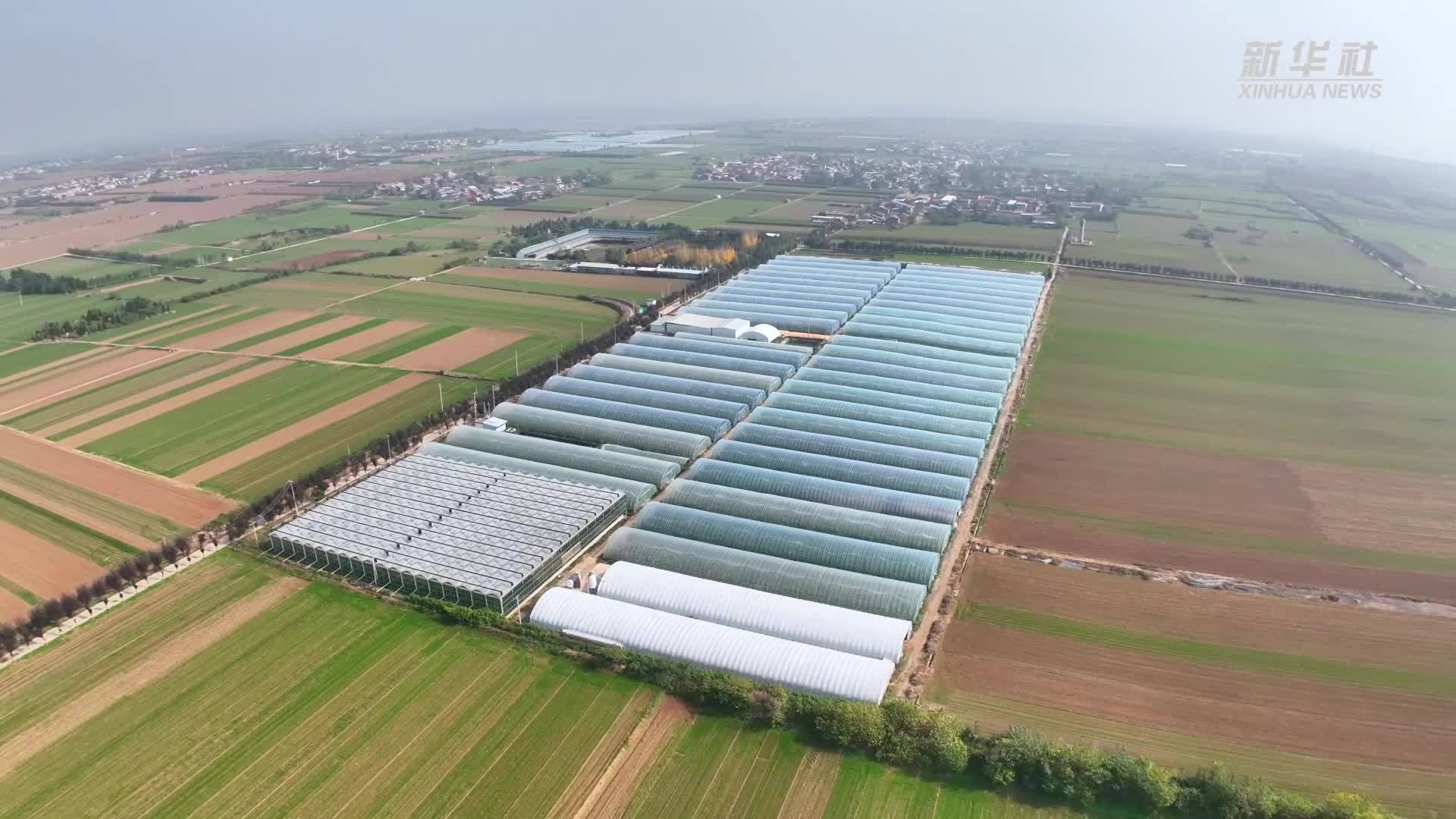 陕西扶风：小蔬菜托起增收大产业