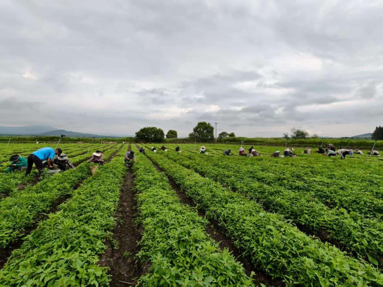 虎林市东方红镇刺五加种苗繁育基地田间管理