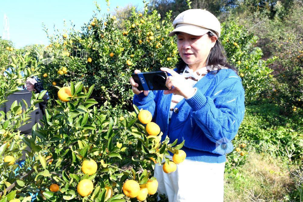 2025年11月22日，在江西省抚州市南丰县洽湾镇桃源村蜜橘园里，游客穿着整齐划一的村姑服装采摘蜜橘，感受丰收的喜悦。