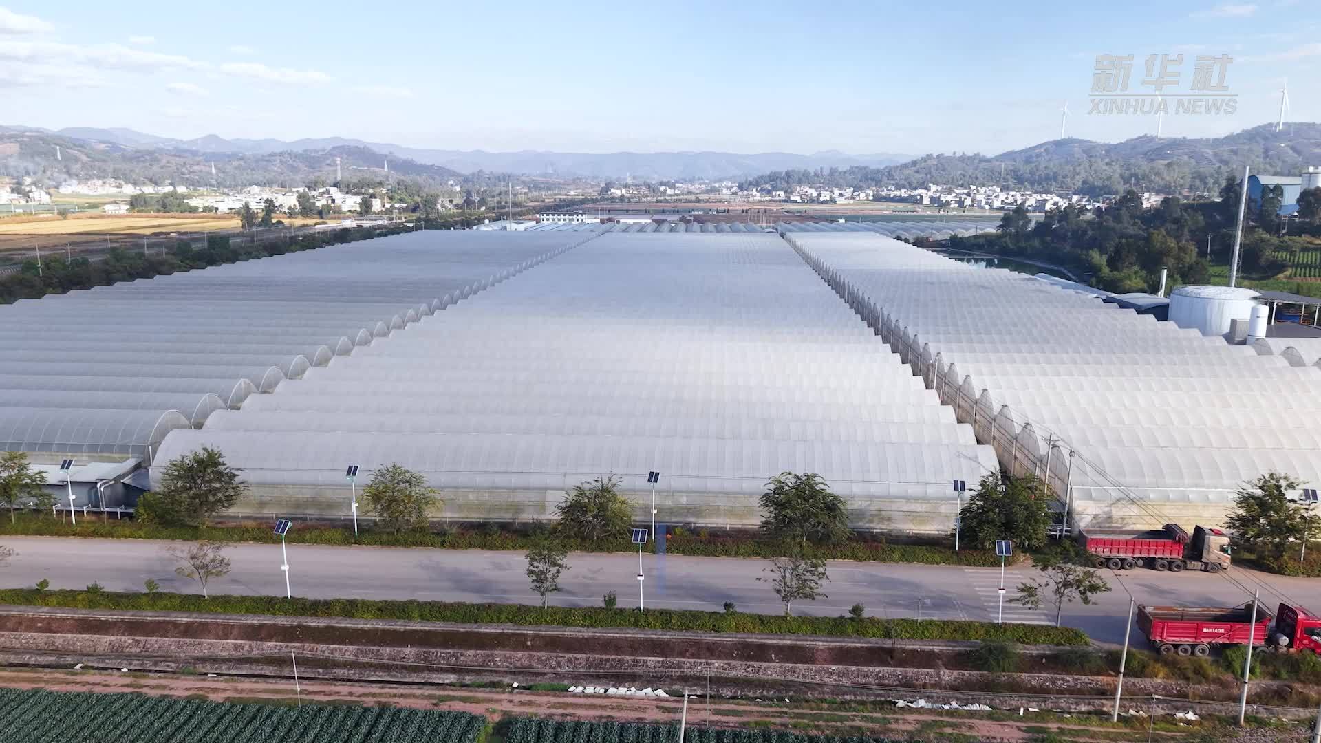 工业废气CO₂变身云南姚安鲜花产业“营养”