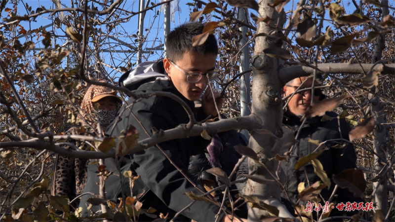马茹港修剪果树