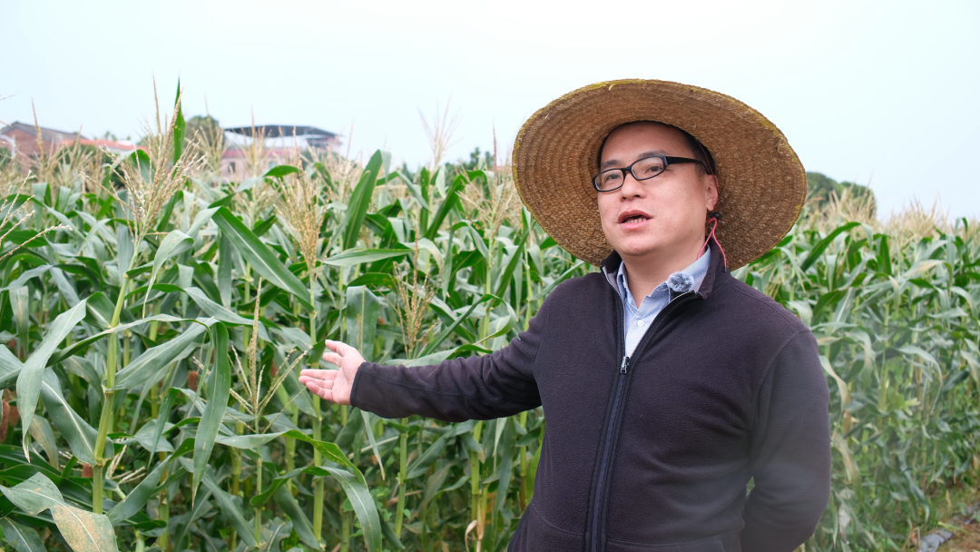 图：佛山市北江麒麟农旅发展有限公司CEO何健强介绍玉米种植基地相关情况